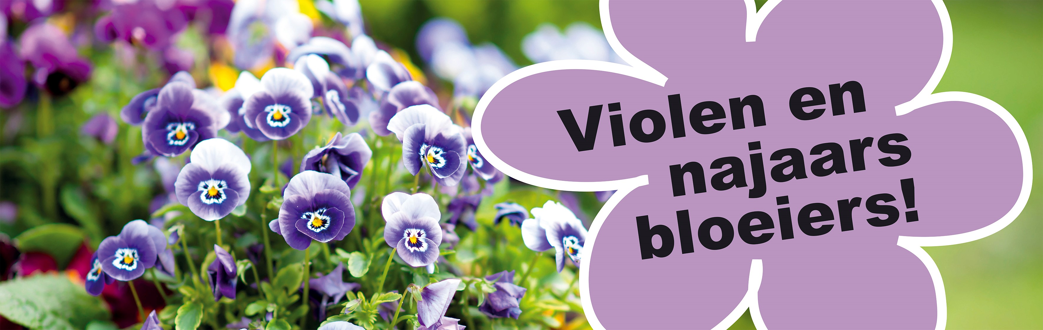 banner violen en najaarsbloeiers