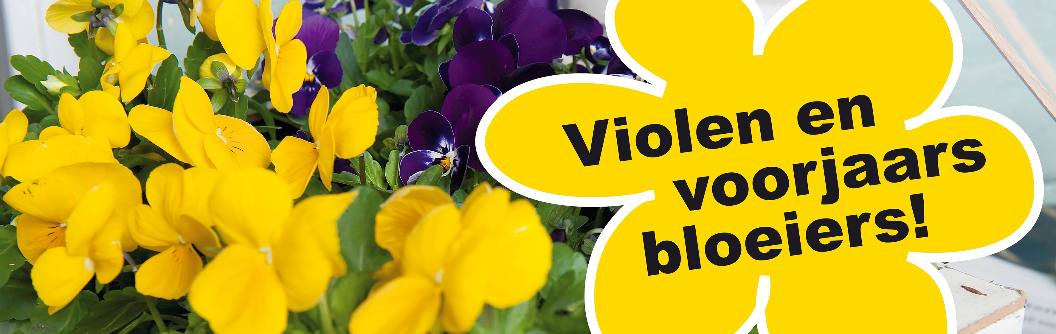 banner violen en voorjaarsbloeiers