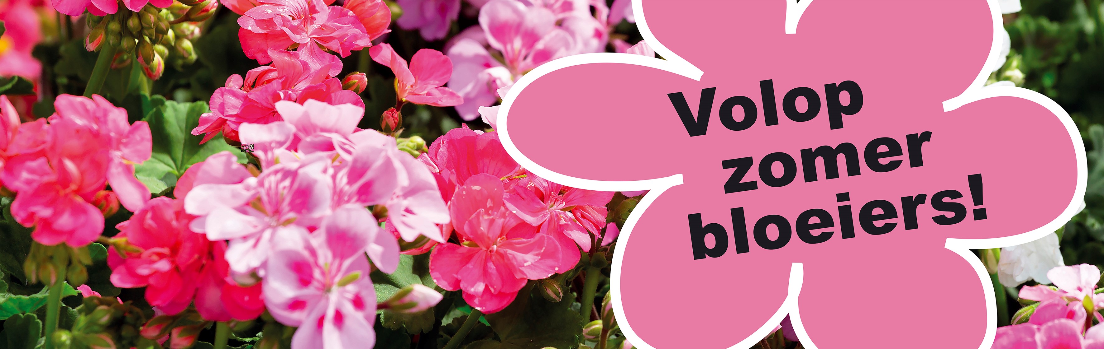 banner volop zomerbloeiers