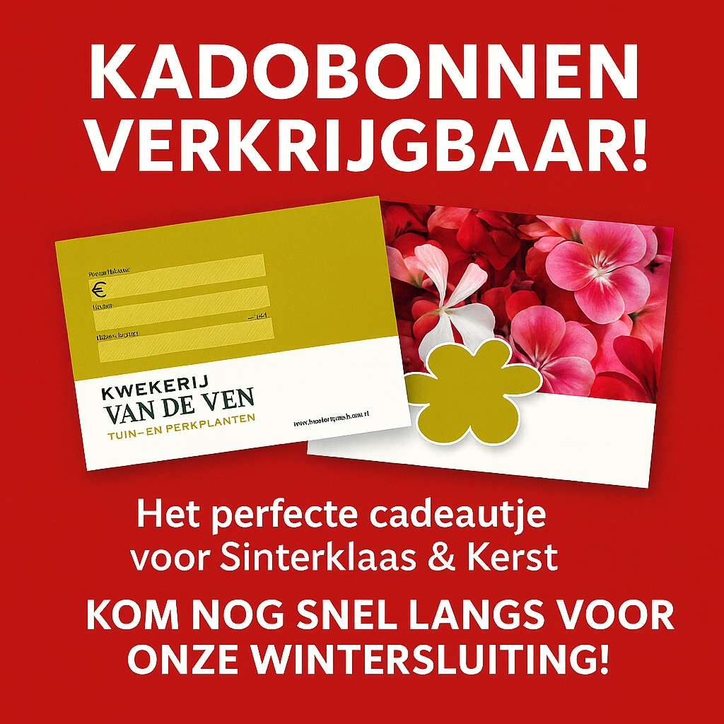 kadobonnen sint en kerst