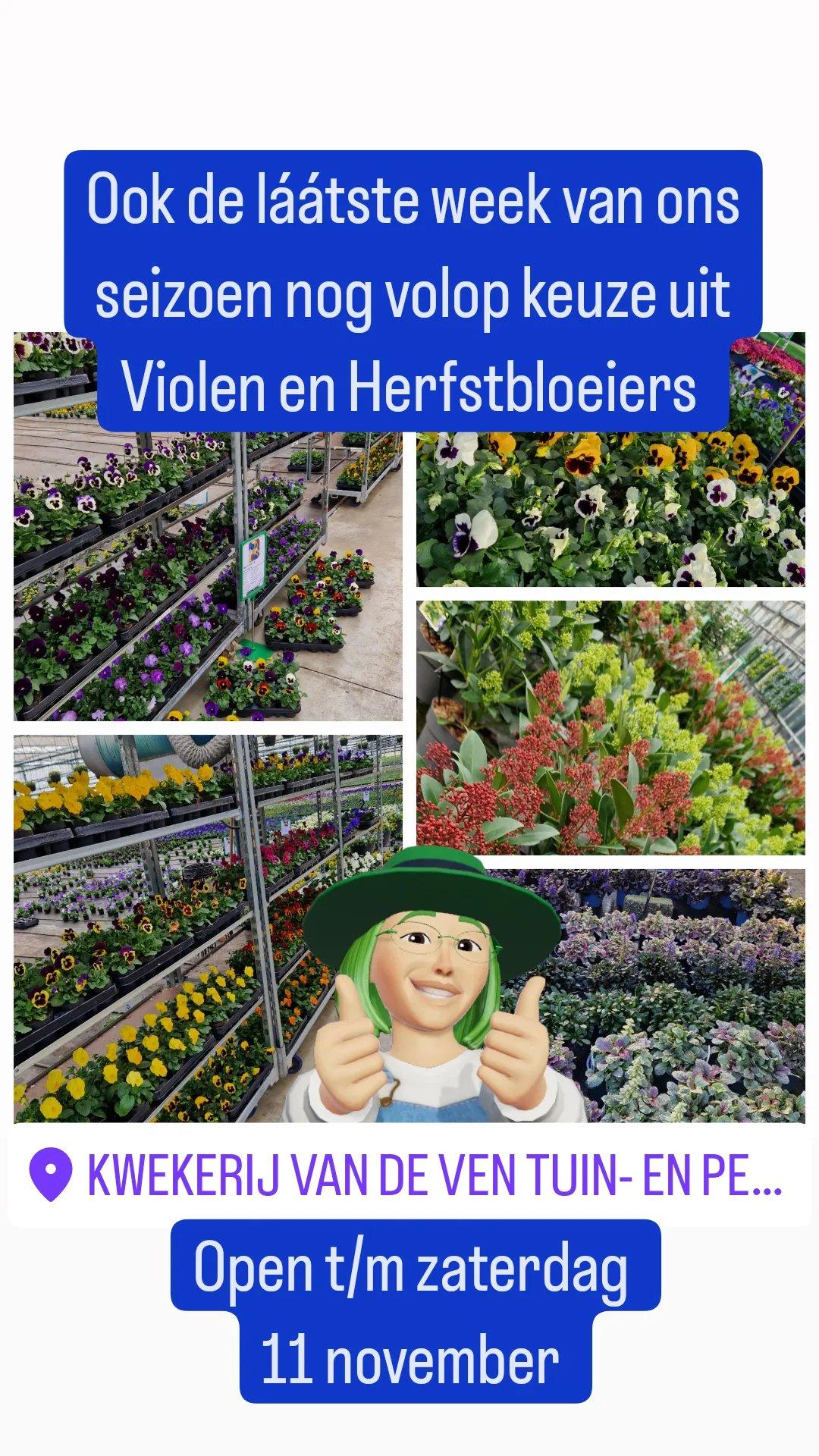 laatste week violen najaar