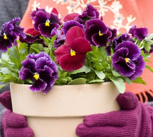 Laatste weken Violen en Herfstbloeiers!